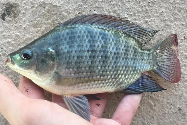 A whole Nile tilapia (Oreochromis niloticus) held in a hand, showing its grey-blue scales and striped tail