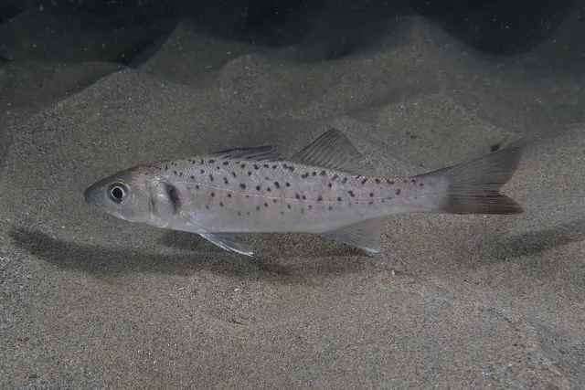 A European seabass (Dicentrarchus labrax) with a silver, spotted body swimming over sand