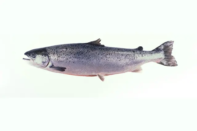 A whole Atlantic salmon (Salmo salar) photographed side-on against a white background