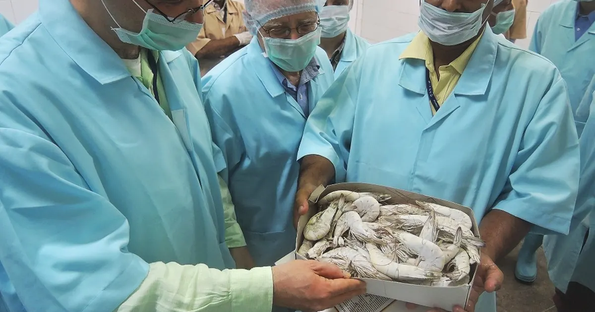 Inspecteurs en tenue d'hygiène examinant un plateau de crevettes congelées dans un hall de transformation
