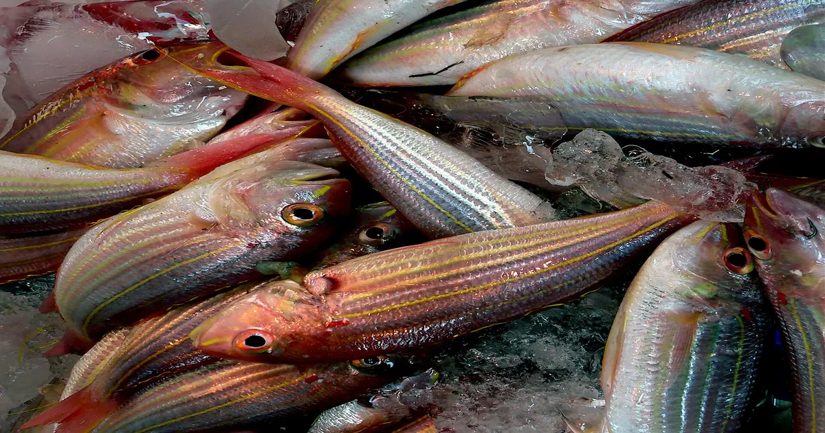 Peixes inteiros embalados em gelo moído, mostrando o gelo em contato direto com cada peixe
