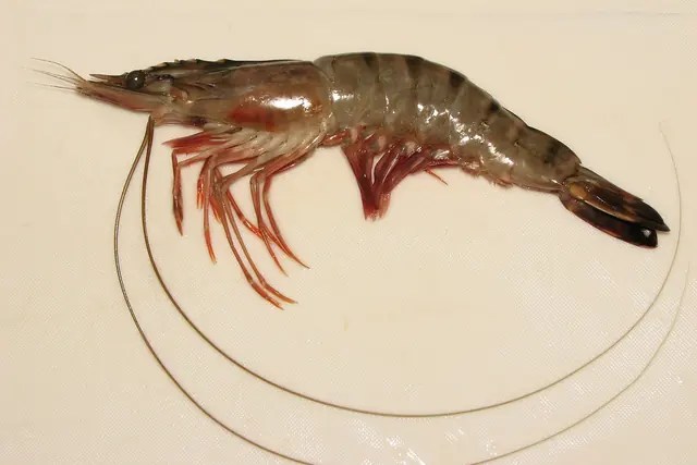 A whole raw black tiger shrimp (Penaeus monodon) with long antennae on a light background