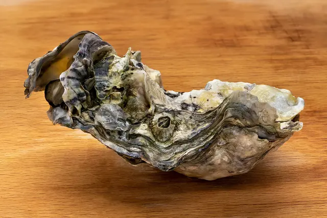 A single Pacific oyster (Crassostrea gigas) in its rough, layered shell on a wooden board