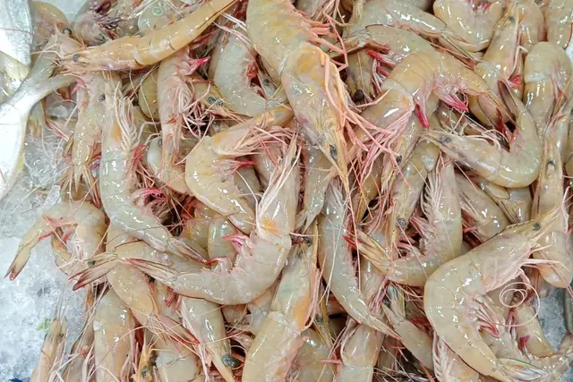 A pile of raw, head-on whiteleg shrimp (Penaeus vannamei) after harvest