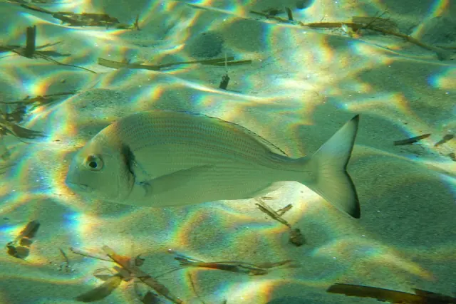 A gilthead seabream (Sparus aurata) with a silver body swimming in clear shallow water