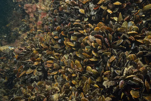 A dense bed of blue mussels (Mytilus edulis) attached to a rocky surface under water