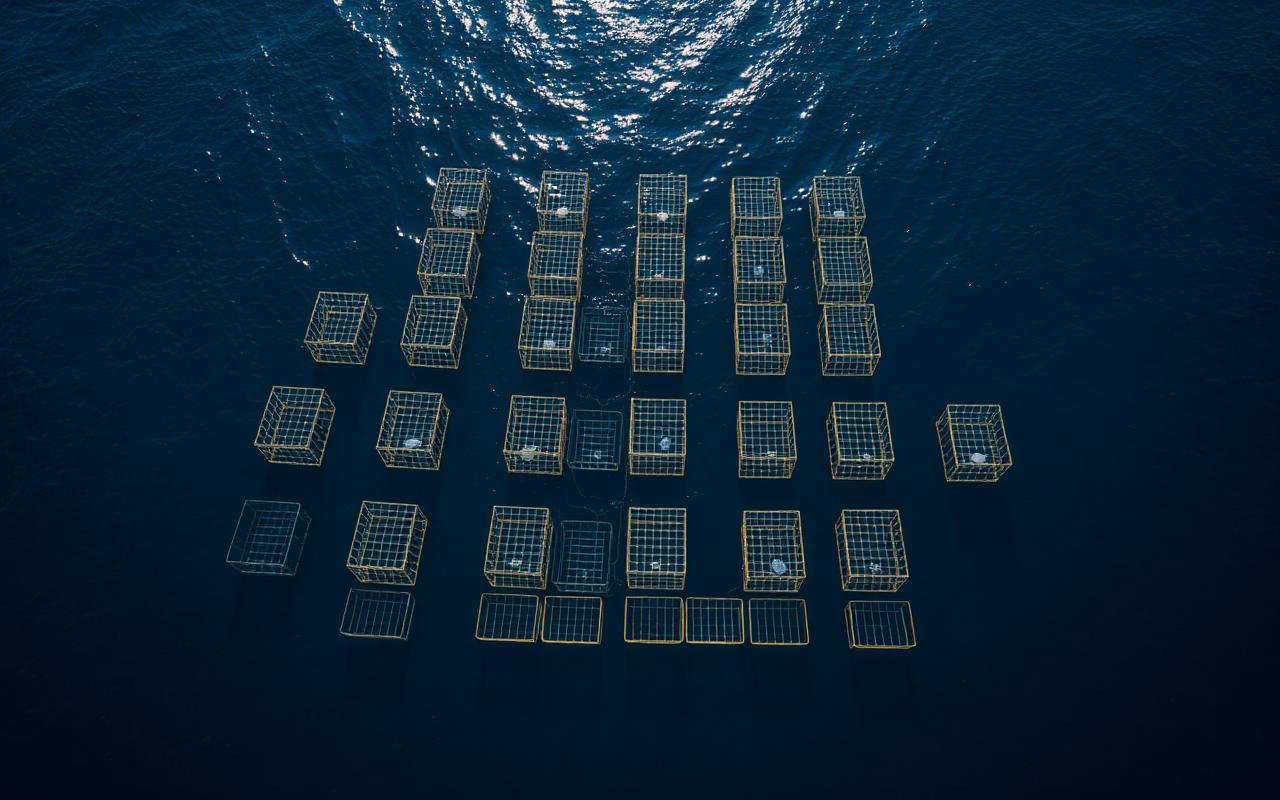 Nearshore HDPE sea cage fish farm with mooring grid, workboat and automated feed lines producing 2,400 t per year in the Eastern Mediterranean