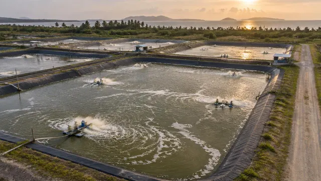 Aerial view of lined biofloc shrimp ponds with paddlewheel aerators at a coastal farm