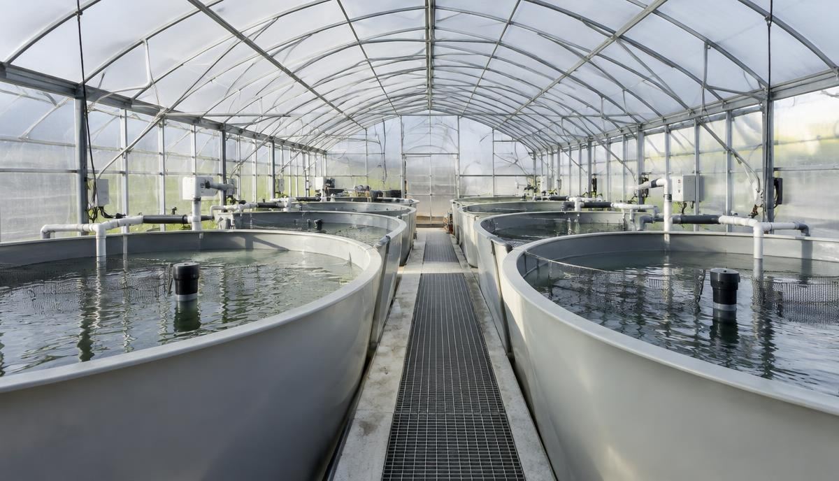 Greenhouse-covered aquaculture hatchery with round tanks