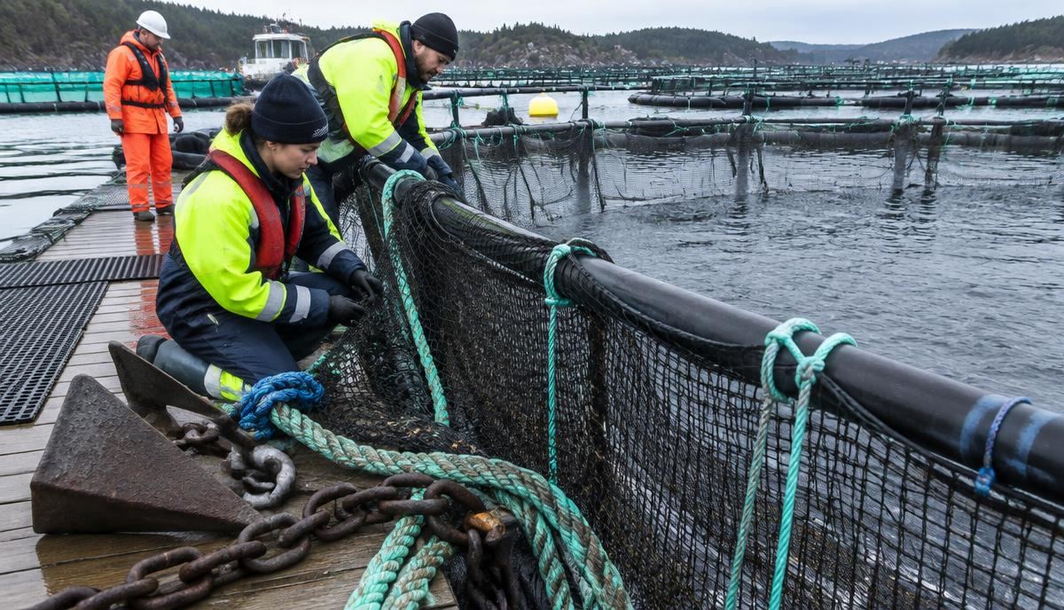 Workers inspecting cage netting, ropes and anchors on a dock