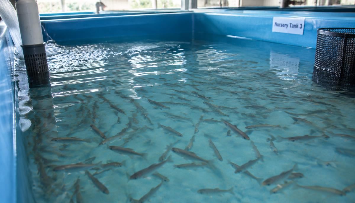 Healthy fingerlings in a nursery tank