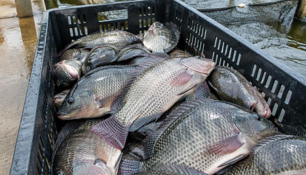 Freshly harvested tilapia in a crate at a fish farm