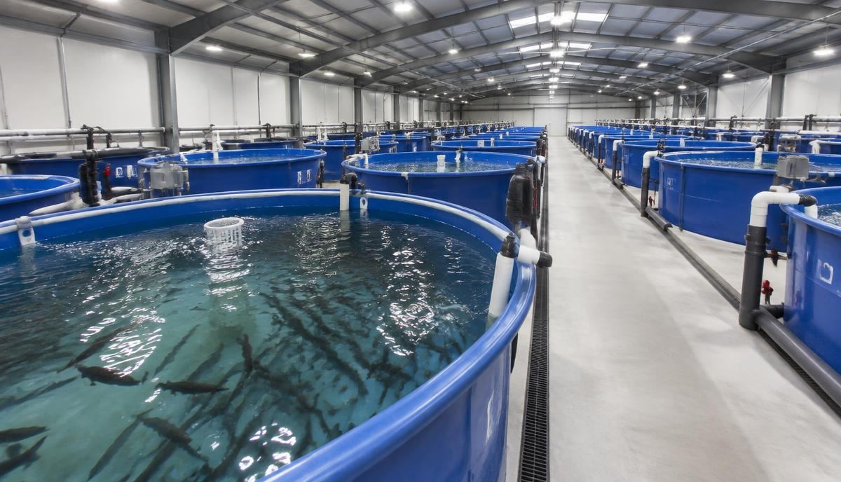 Modular RAS tank rows inside a building