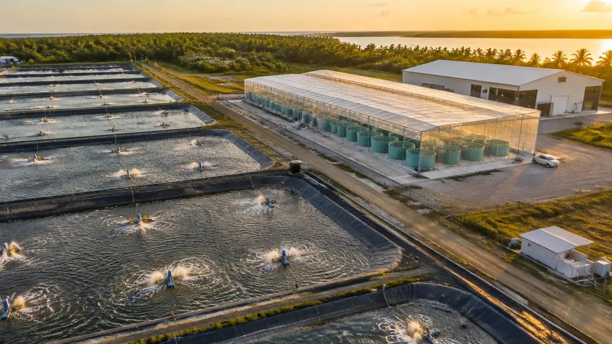 Vista aérea de piscinas revestidas para camarón vannamei, junto a tanques cubiertos de biofloc y una nave con RAS en una camaronera comercial