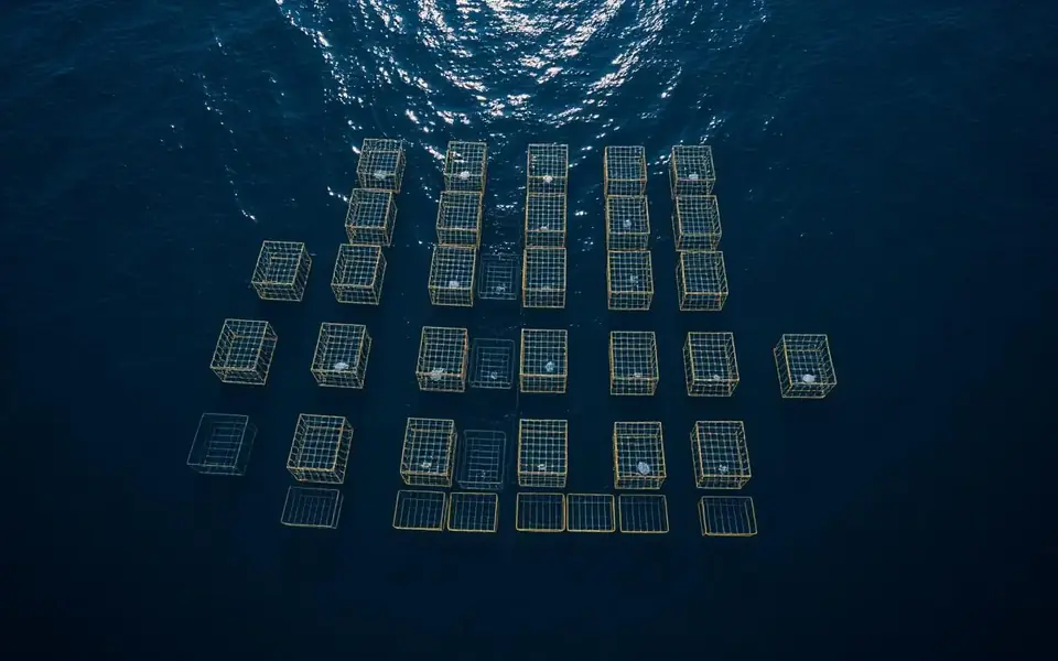 Aerial view of rows of square fish cages floating at sea